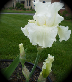 An iris she planted after first moving back to New England, with which she was quite pleased. 